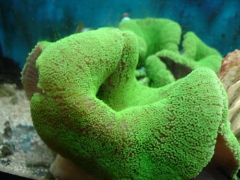  Stichodactyla mertensii (Merten’s Carpet Anemone, Non-Stinging Carpet Anemone)